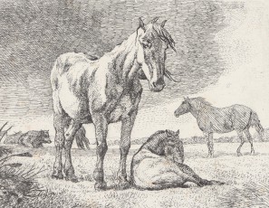 Horses and cows