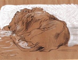 Drawing of laying lion