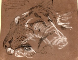 Estudio de cabeza de tigre