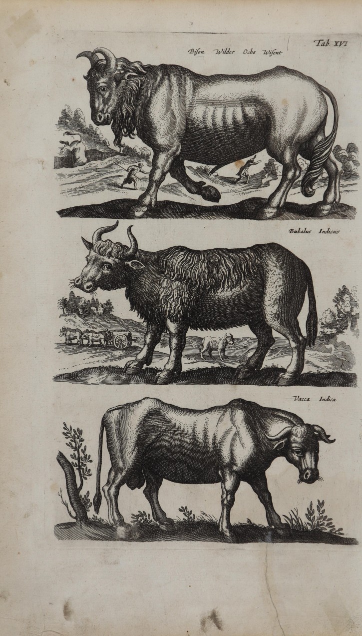 Historiae naturalis de quadripedibus. Jonstonus, Johannes (1603-1675). 1657. Precio: 3.000 (8)€