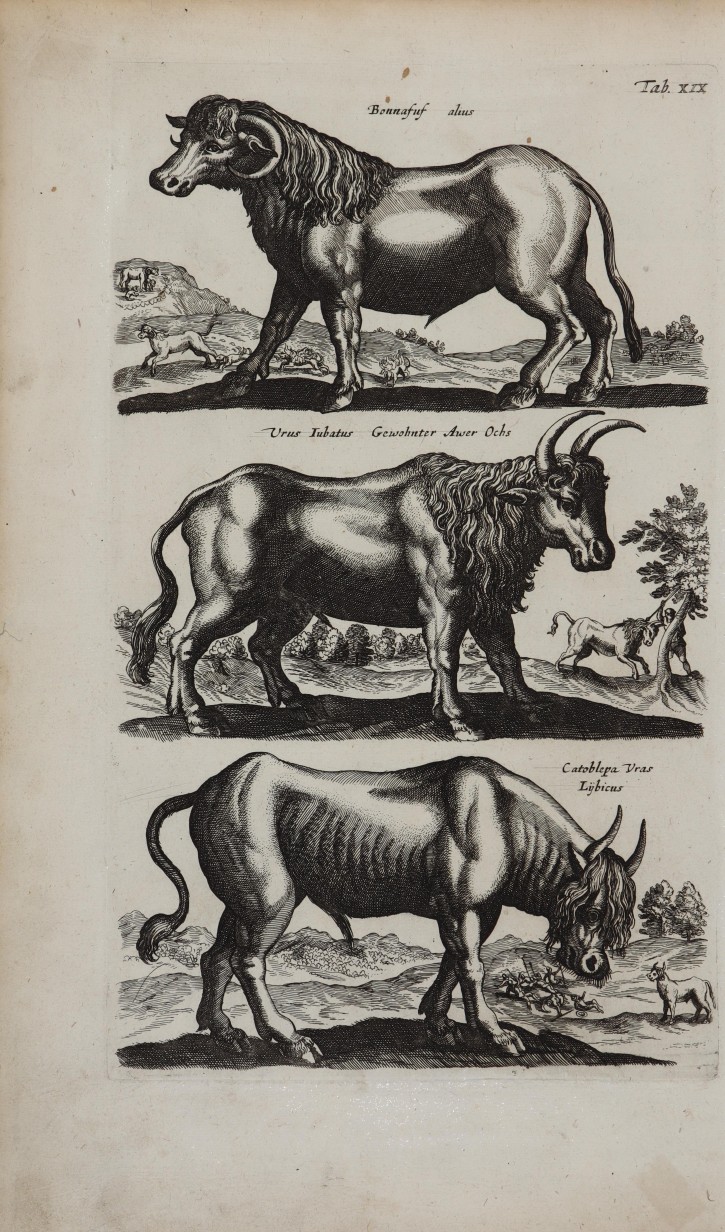 Historiae naturalis de quadripedibus. Jonstonus, Johannes (1603-1675). 1657. Precio: 3.000 (8)€