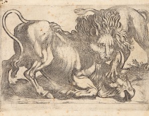 Lion attacking a bull