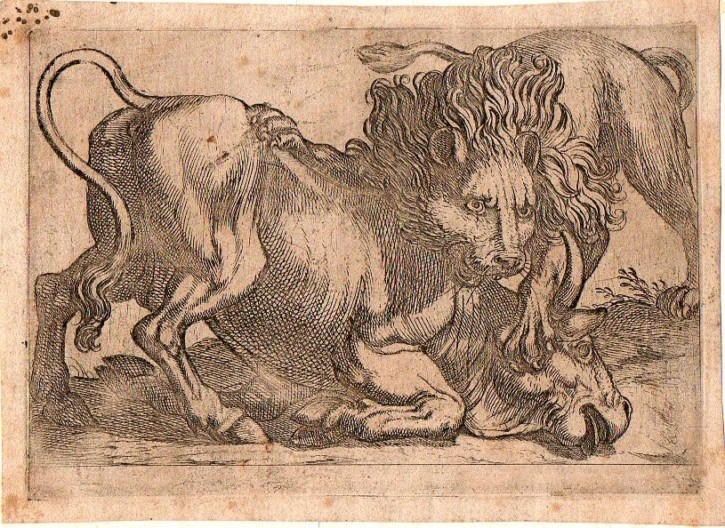 Lion attacking a bull