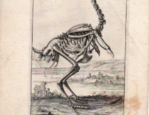 Eagle skeleton