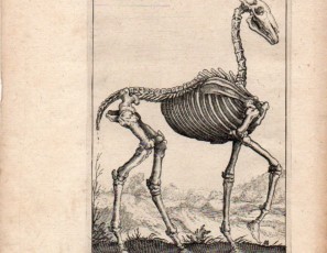 Horse skeleton