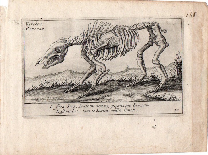Pig's skeleton. Stock, Andries Jacobsz - Filippo de Liagno, Teodoro. 1626