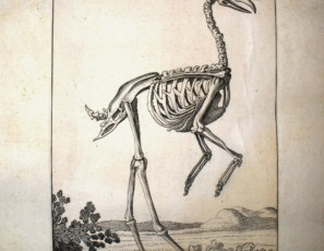 Esqueleto de cuervo