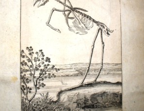 Esqueleto de ave