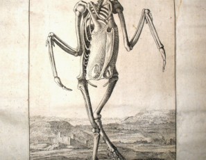 Esqueleto de pelícano