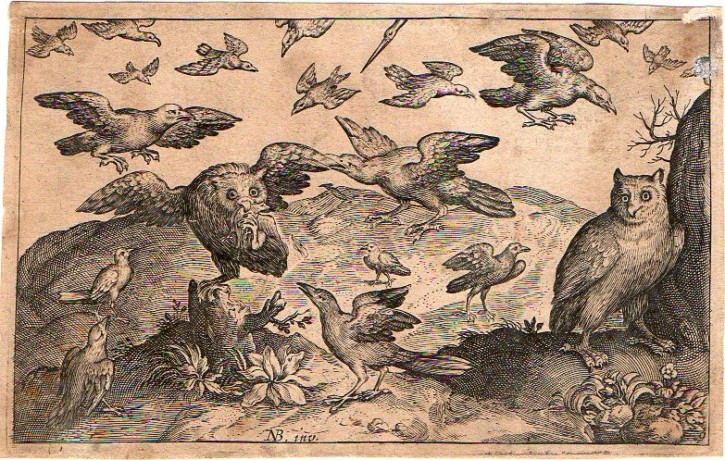 Eagles and owls. Bruyn, Nicolaes. . Precio: 400 (2)€
