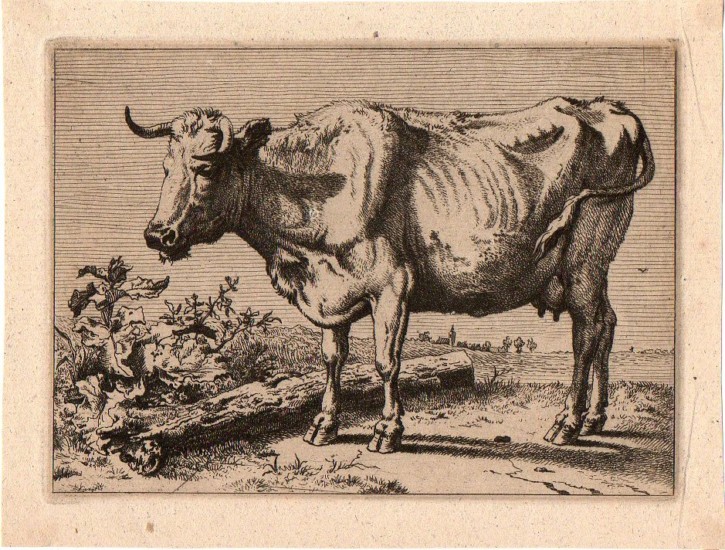 Serie de ocho vacas y toros. Potter, Paulus. 1650