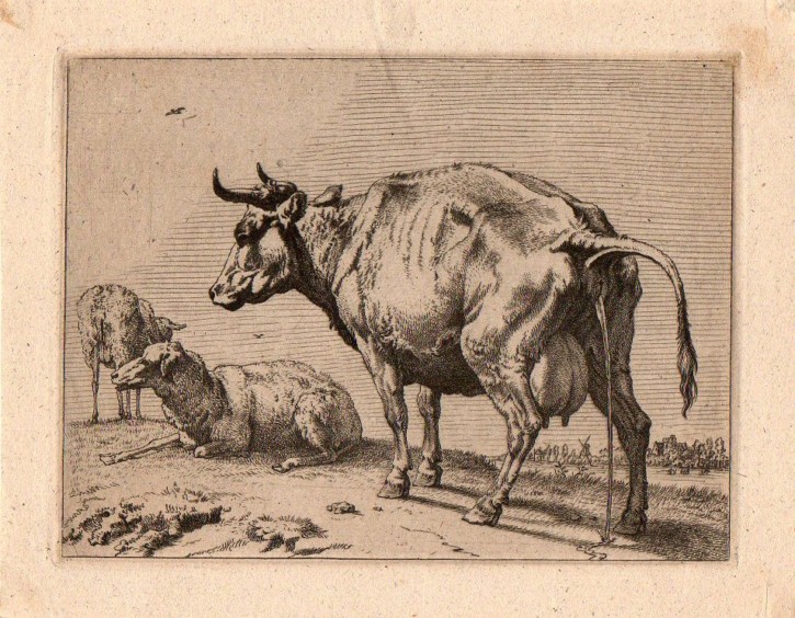 Cows and bulls. Potter, Paulus. 1650