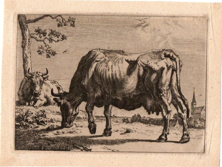 Serie de ocho vacas y toros. Potter, Paulus (1625-1654). 1650