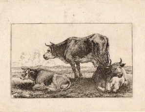 Cow and calves