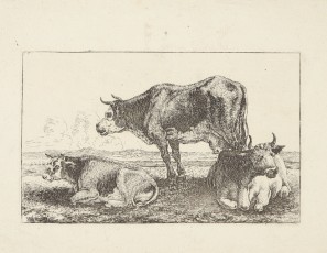 Cow and calves