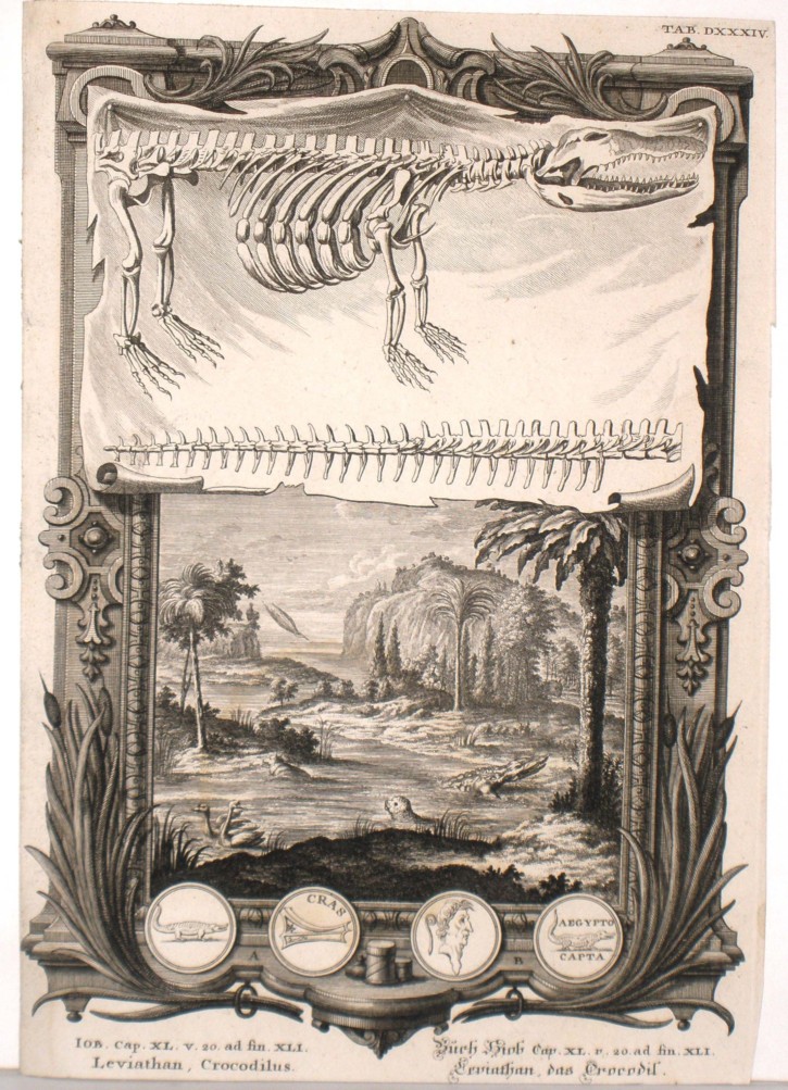 Crocodile. Pfeffel, Johann Andreas. 1731-1735