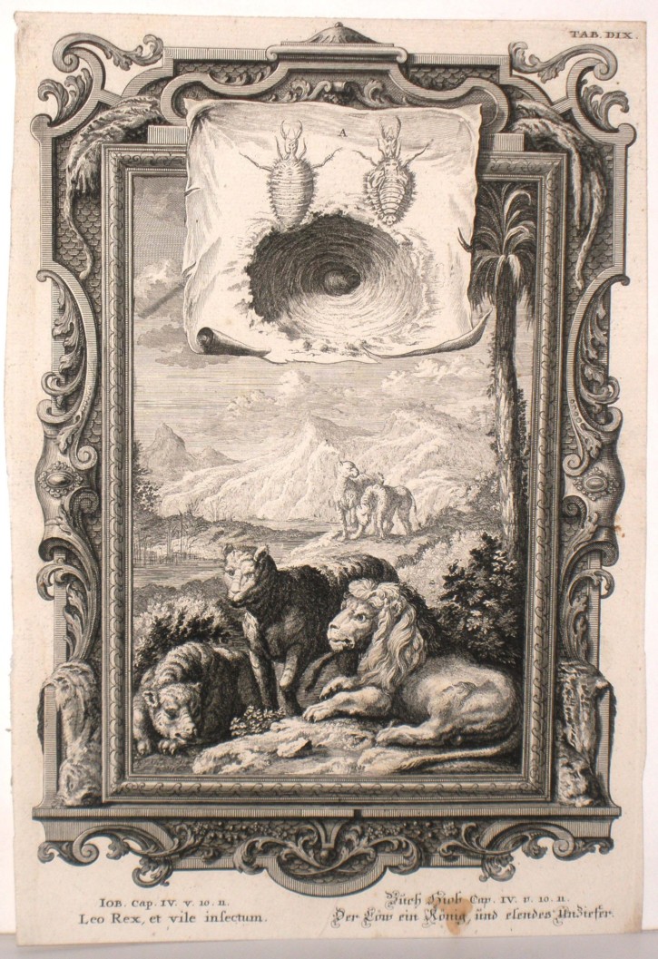 Leones e insectos. Pfeffel, Johann Andreas. 1731-1735. Precio: 200€