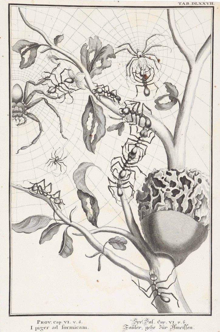 Ants and spiders. Pfeffel, Johann Andreas (1674-1748). 1731-1735. Precio: 200€