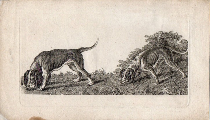 Hunting dogs. Roberts, Henry (c. 1710-1790). Circa 1740. Precio: 800 (6)€