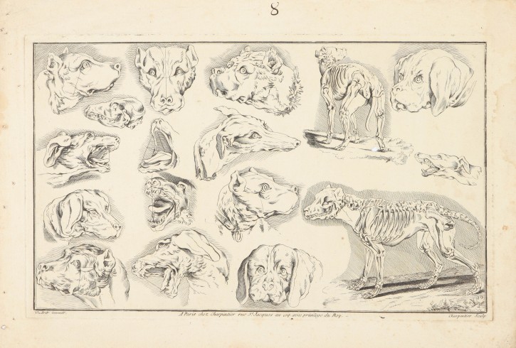 Dogs. Charpentier, Le - Oudry, Jean Baptiste (1686-1755). Second half 18th century. Precio: 200€