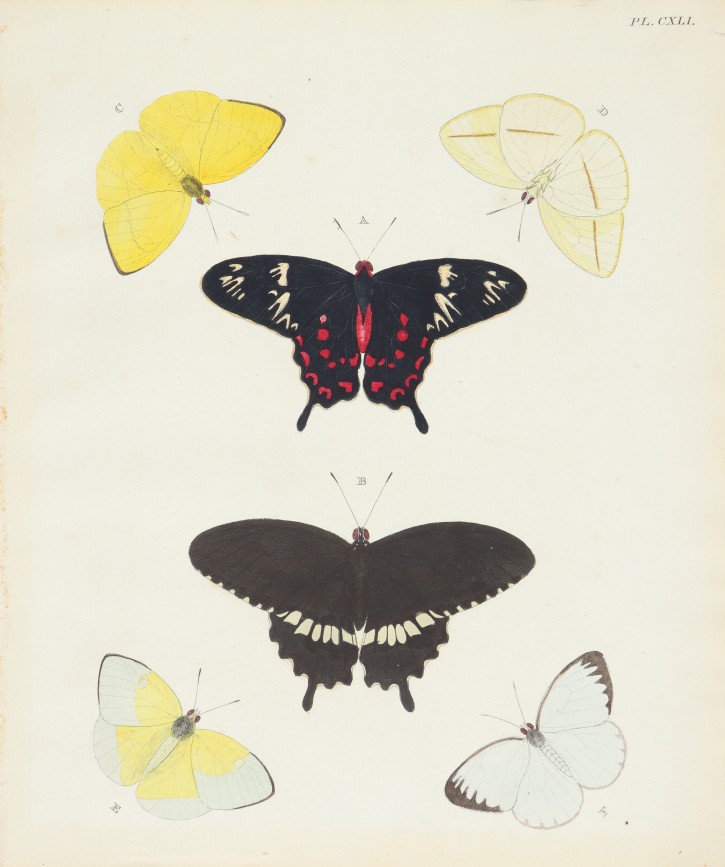 Couple of prints of butterflies. . . Precio: 300 (2)€