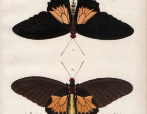 Couple of prints of butterflies