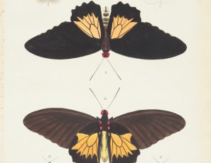 Couple of prints of butterflies