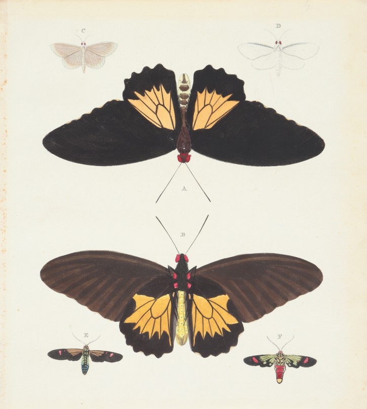 Couple of prints of butterflies. . . Precio: 300 (2)€