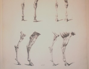 Anatomía de caballos