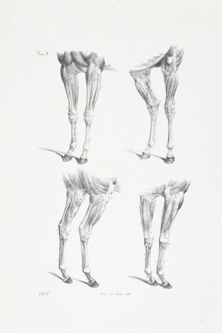 Horses anathomy. Danesi. 1841. Precio: 200 (1)€