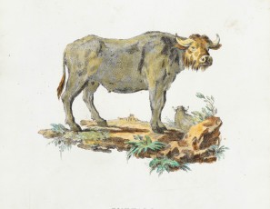 Buffalo