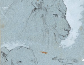 Sketchs of lions head