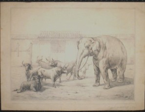 Elefante y toros