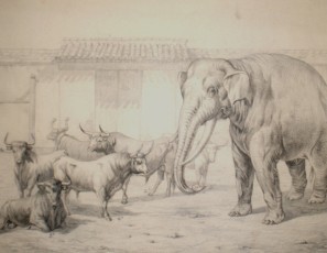 Elephant and bulls