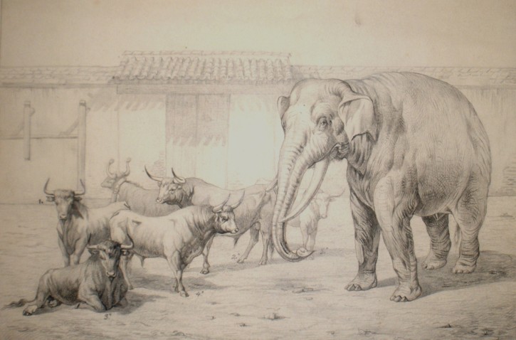 Elefante y toros. Urrabieta Ortiz y Vierge, Daniel. 1869. Precio: 1.500€