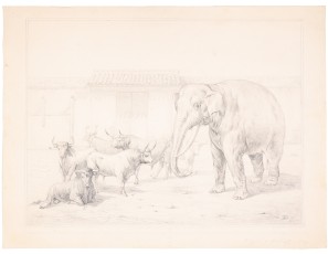 Elephant and bulls