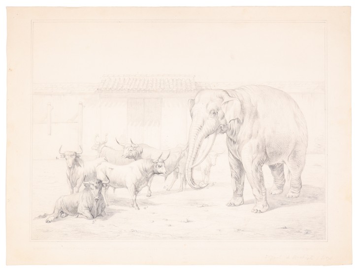 Elephant and bulls. Urrabieta Ortiz y Vierge, Daniel (1851-1904). 1869. Precio: 1.500€