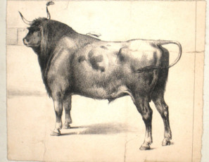 Bull