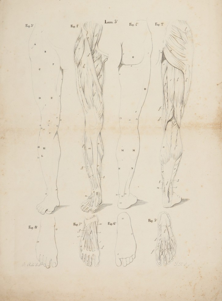 Muscle studies. Pi, J. (activo segunda mitad siglo XIX) - Ribó, Bartolomé (1835-1907). Segunda mitad siglo XIX. Precio: 500€