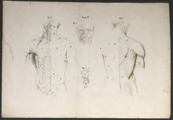 Estudios de musculatura. Pi, J. - Ribó, Bartolomé. Segunda mitad siglo XIX. Precio: 500€