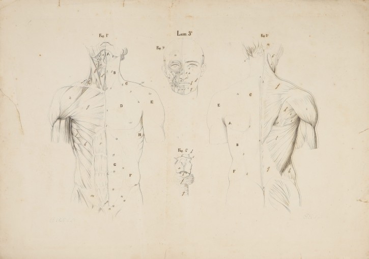 Muscle studies. Pi, J. (activo segunda mitad siglo XIX) - Ribó, Bartolomé (1835-1907). Segunda mitad siglo XIX. Precio: 500€