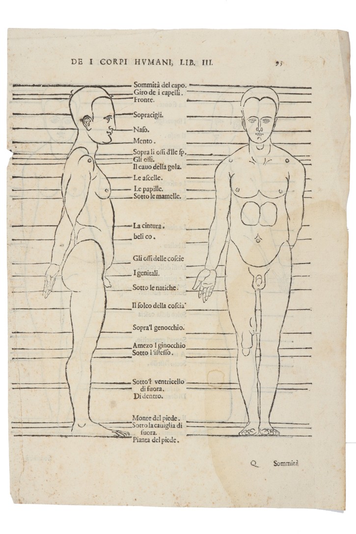 De I corpori humani. Dürer, Albrecht (1471-1528). 1591? (1528). Precio: 350€