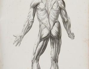 Libro «Nouveau Traité d’Anatomie accomodée aux Arts de Peinture et de Sculpture par Tortebat Executée dms le Genre du Crayon par T. Lecrere…»